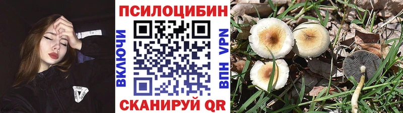 закладка  Гатчина  Галлюциногенные грибы Psilocybine cubensis 
